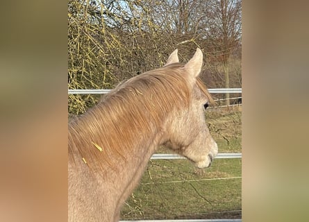 Arabian horses, Stallion, Foal (04/2025), 15,1 hh, Grey