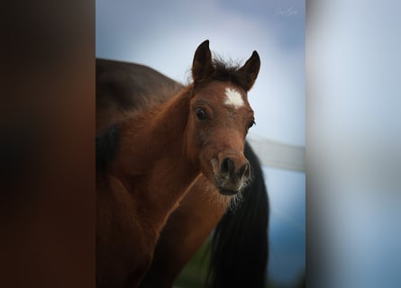 Arabian horses, Stallion, Foal (02/2025), 15,1 hh