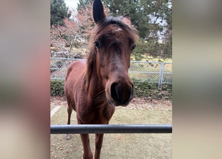 Arabian horses, Stallion, Foal (02/2025), 15,2 hh, Brown