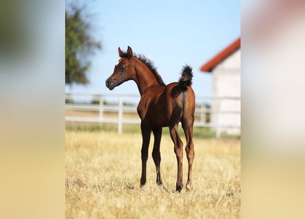 Arabian horses, Stallion, , 15,2 hh, Gray