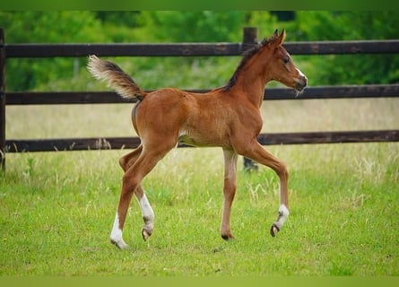 Arabian horses, Stallion, , 9,2 hh, Brown
