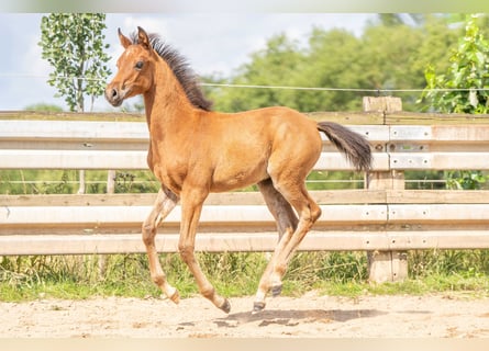 Arabian horses, Stallion, Foal (04/2023), Brown