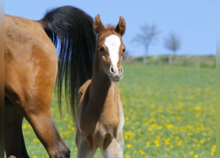 Arabian horses, Stallion, Foal (04/2026), Chestnut-Red