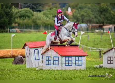 Arabian horses, Stallion, 20 years, 15 hh, Gray
