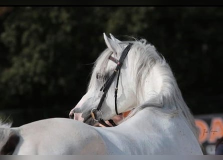 Arabian horses, Stallion, 11 years, 15.2 hh, Gray-Fleabitten