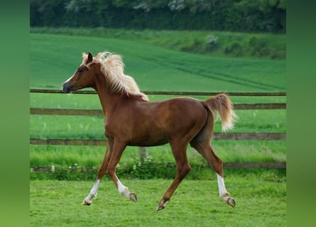 Arabian Partbred Mix, Gelding, 1 year, 15.1 hh, Chestnut-Red