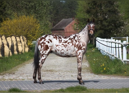 Arabian Partbred Mix, Gelding, 2 years, 16 hh, Leopard-Piebald
