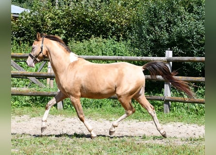 Arabian Partbred, Gelding, 4 years, 14,1 hh