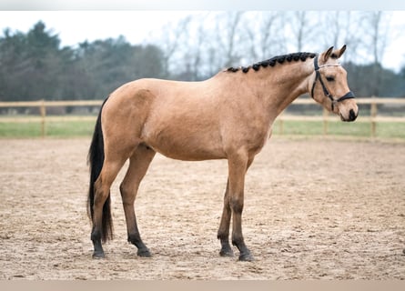 Arabian Partbred, Gelding, 4 years, 15,1 hh, Buckskin