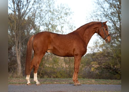 Arabian Partbred, Gelding, 9 years, 16 hh, Chestnut-Red