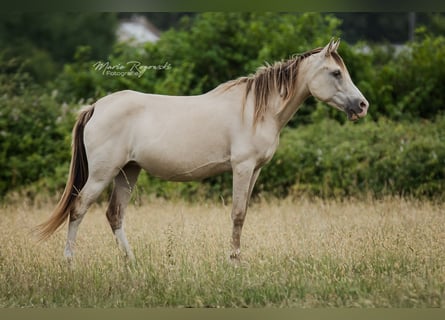 Arabian Partbred, Mare, 12 years, 14,2 hh, Champagne