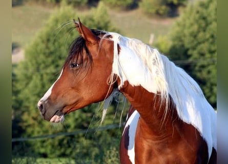 Arabian Partbred, Mare, 18 years, 15 hh, Tobiano-all-colors