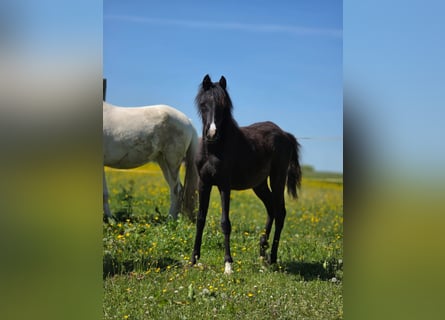 Arabian Partbred, Mare, 1 year, 14.2 hh, Black