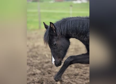 Arabian Partbred, Mare, 1 year, 14.2 hh, Black