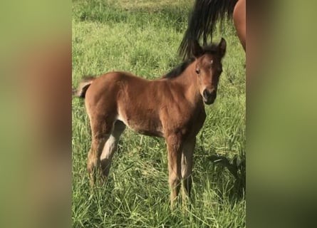 Arabian Partbred, Mare, 1 year, 14,2 hh, Brown