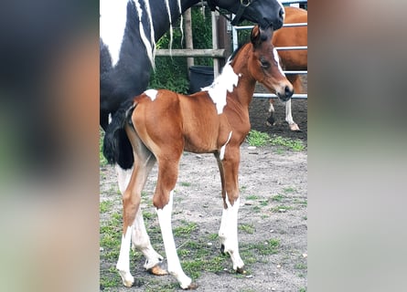 Arabian Partbred, Mare, 1 year, 15 hh, Tobiano-all-colors