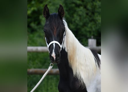 Arabian Partbred, Mare, 1 year, 15,1 hh, Tobiano-all-colors