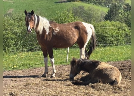 Arabian Partbred, Mare, 2 years, 14.3 hh, Tobiano-all-colors