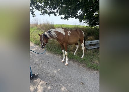 Arabian Partbred, Mare, 2 years, 14,3 hh, Tobiano-all-colors
