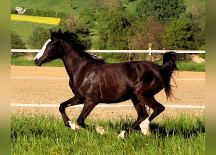 Arabian Partbred, Mare, 2 years, 15.1 hh, Black