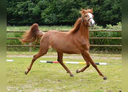 Arabian Partbred, Mare, 2 years, 15 hh, Chestnut-Red