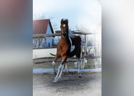Arabian Partbred, Mare, 2 years, 15 hh, Pinto