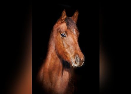 Arabian Partbred, Mare, 3 years, 15.1 hh, Chestnut-Red