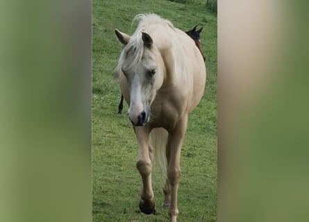 Arabian Partbred, Mare, 4 years, 14,1 hh, Palomino