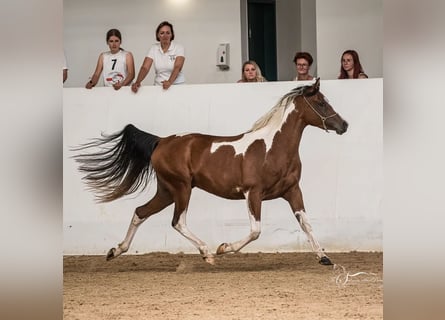 Arabian Partbred, Mare, 4 years, 15,1 hh, Tobiano-all-colors