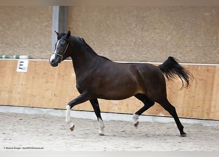 Arabian Partbred, Mare, 4 years, 15,2 hh, Smoky-Black