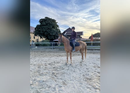 Arabian Partbred, Mare, 5 years, 14.2 hh, Chestnut-Red