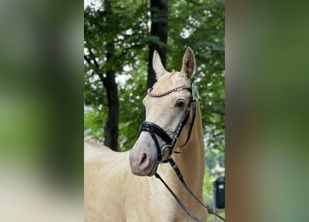 Arabian Partbred, Mare, 5 years, 14,1 hh, Champagne