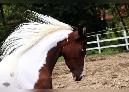 Arabisches Partbred, Stute, 5 Jahre, 15 hh, Tobiano-alle-Farben