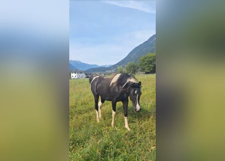 Arabian Partbred, Mare, 5 years, 15,1 hh, Tobiano-all-colors