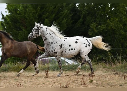 Arabian Partbred, Mare, 9 years, 14.1 hh, Leopard-Piebald