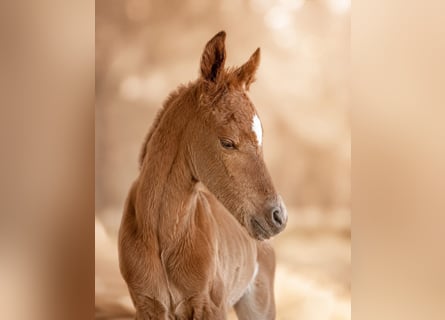 Arabian Partbred, Mare, Foal (05/2026), 14.2 hh, Chestnut-Red
