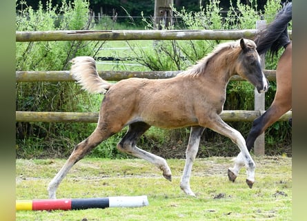 Arabian Partbred, Mare, Foal (03/2024), 15,1 hh, Black