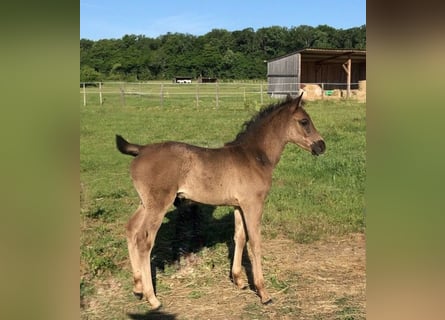 Arabian Partbred, Mare, , Gray-Dark-Tan