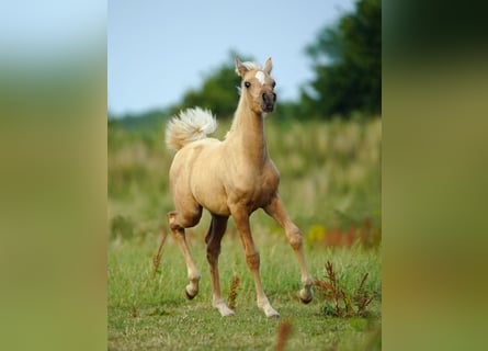 Arabian Partbred, Mare, Foal (01/2026), Palomino
