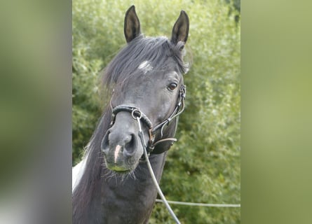 Arabian Partbred, Stallion, 12 years, 15,1 hh, Pinto