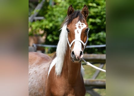Arabian Partbred, Stallion, 1 year, 14,3 hh, Tobiano-all-colors