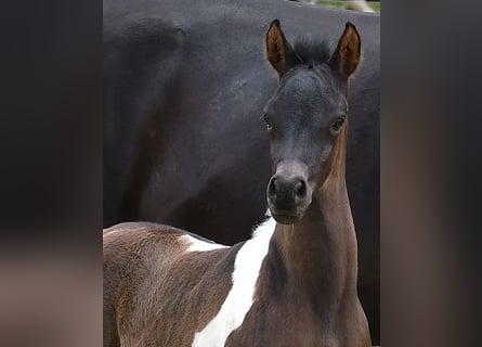 Arabian Partbred, Stallion, 1 year, 15,1 hh, Tobiano-all-colors