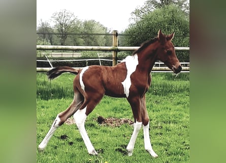 Arabian Partbred, Stallion, 1 year, 15 hh, Tobiano-all-colors