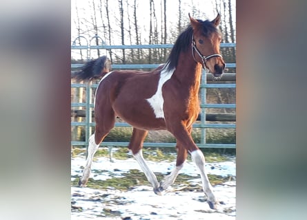 Arabian Partbred, Stallion, 1 year, 15 hh, Tobiano-all-colors