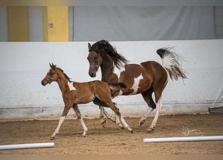 Arabian Partbred, Stallion, 1 year, 15 hh, Tobiano-all-colors