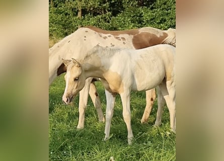 Arabian Partbred, Stallion, 1 year, 15,1 hh, Dunalino