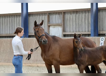 Arabian Partbred, Stallion, 1 year, 16 hh, Brown