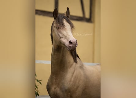 Arabian Partbred, Stallion, 21 years, 14.2 hh, Champagne