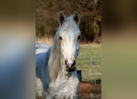 Arabian Partbred, Stallion, 2 years, 14,3 hh, Palomino