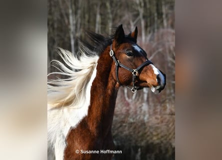 Arabian Partbred, Stallion, 2 years, 15.1 hh, Tobiano-all-colors